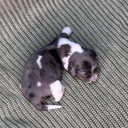 Toto AKC - Dapple male Dachshund puppy in Osage, Oklahoma from Vandruff Creek Mini Dachshunds