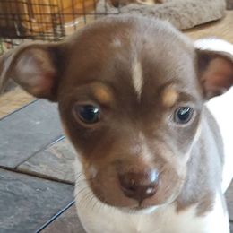 Parade - White, chocolate and tan Rat Terrier puppy in Modesto, Carlsbad, Ca, California from rosebud terriers