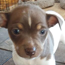Parade - White, chocolate and tan Rat Terrier puppy in Modesto, Carlsbad, Ca, California from rosebud terriers