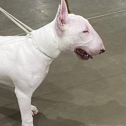 Cecila - White and red female Bull Terrier puppy in New Braunfels, Texas from Deslynn Bull Terriers