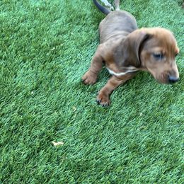 Dachshund Puppies from Mighty little dachshunds