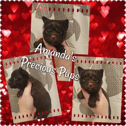 DARK CHO - Chocolate and tan Yorkshire Terrier puppy in Wartburg, Tennessee from Amanda's Precious Pups