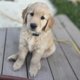 Ms. Teal Lady - Light golden female Golden Retriever puppy in Woodbridge, Virginia from Goldens of Northern Virginia