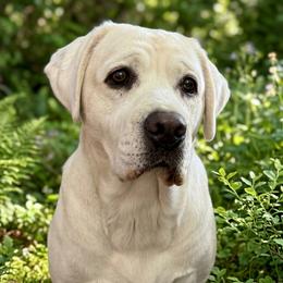Labrador Retriever puppies from Kylie's White Labradors of Scottsdale