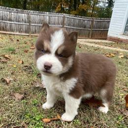 Pebbles - Red and white female Siberian Husky puppy in Elkin, North Carolina from Blue Ridge Shadow Huskies