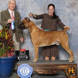 Cane Corso from Sabal Palm Cane Corso