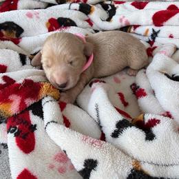 Rosalie - Cream female Dachshund puppy in Molino, Florida from Dooney's Dachshunds