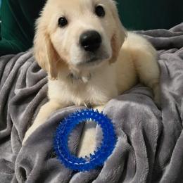 Little Blue - Light golden male Golden Retriever puppy in Muncie, Indiana from Scarlett Creek Retrievers and Samoyeds