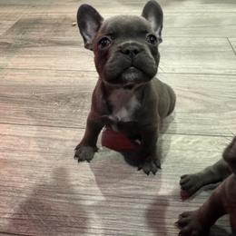 French Bulldog Puppies from The Frenchie Lady Co.