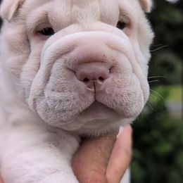 Polar - White male Chinese Shar-Pei puppy in Autryville, North Carolina from T&D'S Razen Wrinkles Shar-pei
