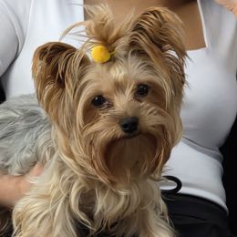 Chloe - Yorkshire Terrier