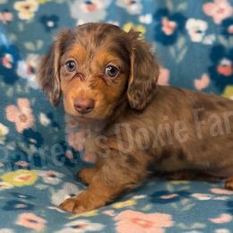 Happy AKC - Dapple female Dachshund puppy in Oklahoma City, Oklahoma from Barrett’s Doxie Farm