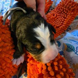Gray - Black rust and white male Bernese Mountain Dog puppy in Auburn, Washington from MSM Bernese Mountain Dogs