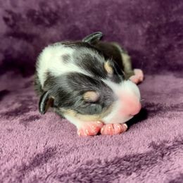 Zing - Black tan and white male Bull Terrier puppy in Sprauge, Washington from Mark My Words Bull Terriers