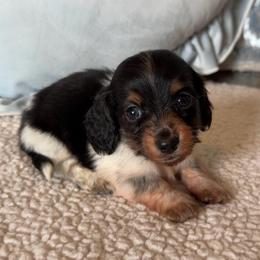 Napoleon - Piebald male Dachshund puppy in Gladewater, Texas from Devoted Dachshunds