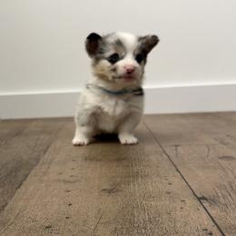 Blue - Blue merle and white male American Corgi puppy in Mineral Point, Wisconsin from Brunett Corgi Co