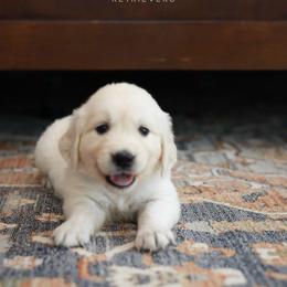 Golden Retriever Puppies from GoldenStory Retrievers