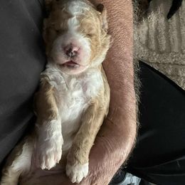 Comet - Yellow and white male Bernedoodle puppy in Montverde, Florida from Central Florida Bernedoodles