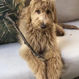 Goldendoodle Puppies from Lundee Doodles
