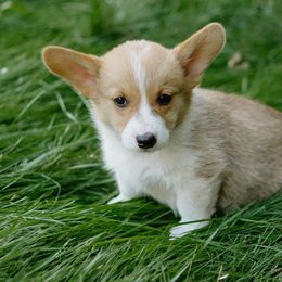 Little John - Red male Pembroke Welsh Corgi puppy in Oak City, Utah from Shells’ Corgis