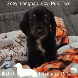Zoey-Tucker Pup 2 - Dapple male Dachshund puppy in Anamosa, Iowa from Melsh Precious Pets