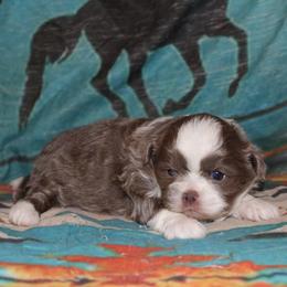Lavender and white girl - Liver and white female Shihpoo puppy in Newark, Ohio from Gemini Kennels