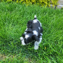 Miniature Schnauzer Puppies from Onesmallschnauzer