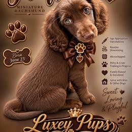 Truffles - Chocolate female Dachshund puppy in Dayton, Ohio from LUXEYPUPS