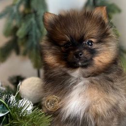 Girl 2 - Orange sable Pomeranian puppy in Abilene, Texas from Blessedpoms