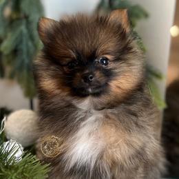 Girl 2 - Orange sable Pomeranian puppy in Abilene, Texas from Blessedpoms
