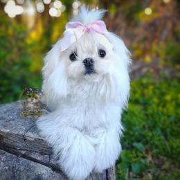 Luna - Maltese