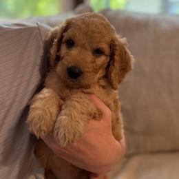 Gunner - Apricot male Goldendoodle puppy in Fayetteville, Arkansas from Mountain Grove Doodles