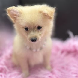 Chihuahua, French Bulldog, and Pomeranian Puppies from A&J cutie pawtooties