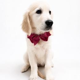 Quinn - Light golden female Golden Retriever puppy in Chicago, Illinois from Urbane Retrievers