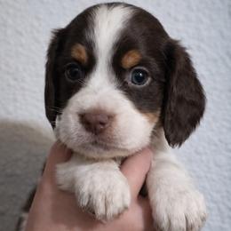 Maui - Liver white and tan female English Springer Spaniel puppy in Florida from Thunderbird Springers