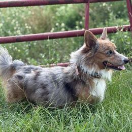 Bentley - American Corgi