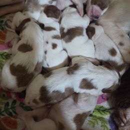 Boy 2 - Red and white male Irish Red and White Setter puppy in Glenwood City, Wisconsin from NyaStar & Chequamegon