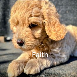 Faith - Apricot female Goldendoodle puppy in Red Oak, Iowa from Fisher Pups-Stay Golden with a Doodle