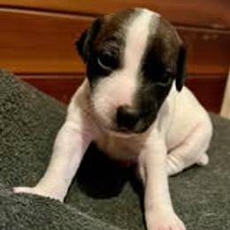 Ivy - Black and white female Jack Russell Terrier puppy in California from Kimberlite