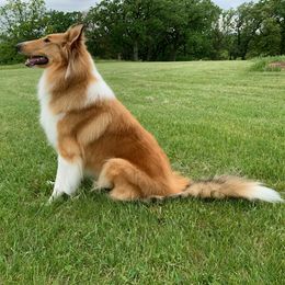 Collies from Sunset Meadows Collies