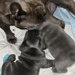 French Bulldogs from Casa de Frenchie