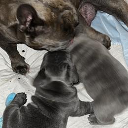 French Bulldogs from Casa de Frenchie