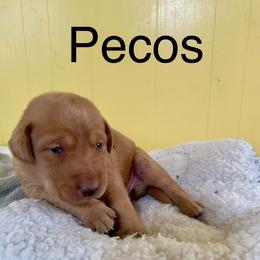 Pecos - Yellow male Labrador Retriever puppy in Mineral, Virginia from Canine Assist