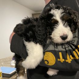 Aussiedoodle and Bernedoodle Puppies from North 40 Doodles