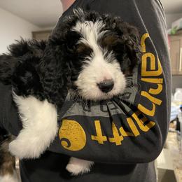 Aussiedoodle and Bernedoodle Puppies from North 40 Doodles