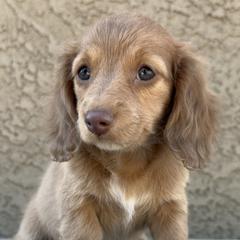 Dachshunds from Silverking Kennels