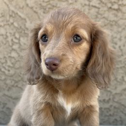 Dachshunds from Silverking Kennels