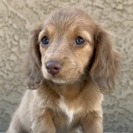Dachshunds from Silverking Kennels