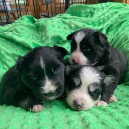 Pomsky puppies from Urban Miracle’s