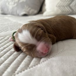 Cider- Male - Red  male Goldendoodle puppy in Apopka, Florida from The Classic Doodle